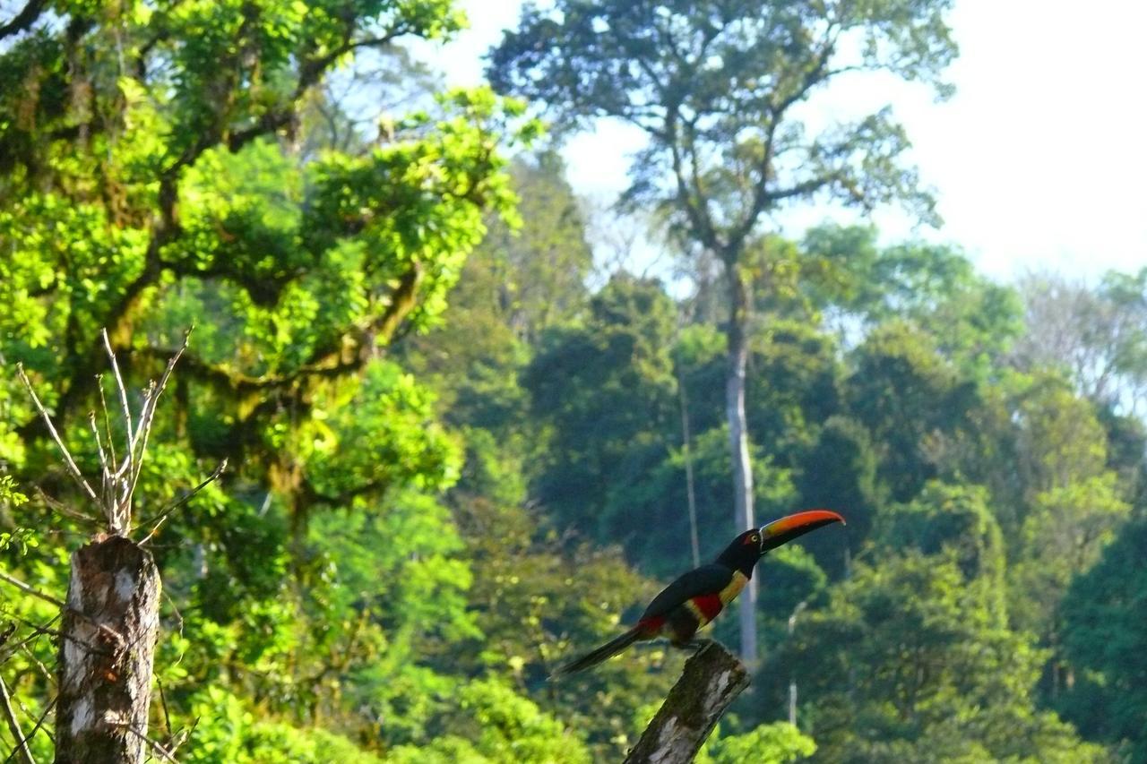 Rafiki Safari Lodge Savegre Ruang foto